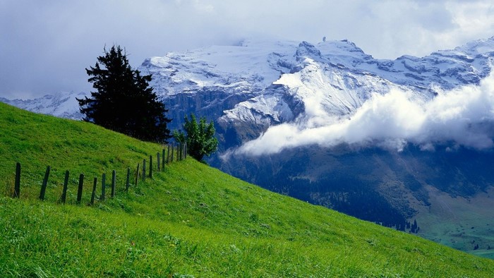 Green Hillside with Snow-Capped Mountains