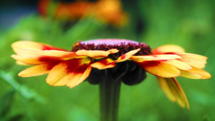 Close-up of a yellow and red flower