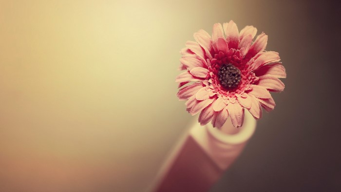 Pink Gerbera Daisy in a Vase
