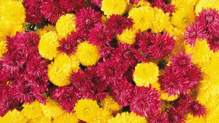Close-up of pink and yellow chrysanthemums