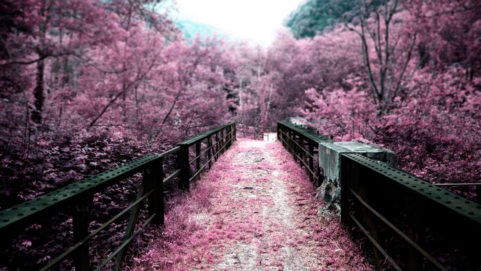 Bridge through pink forest