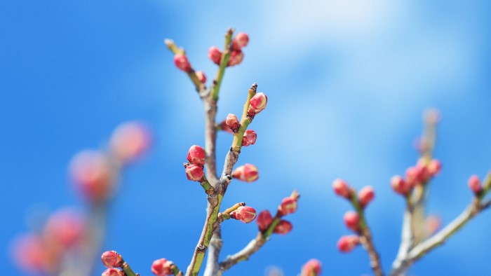 Plum tree buds against a bright blue sky