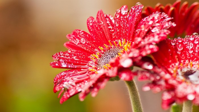 Red Gerbera Daisy with Water Droplets