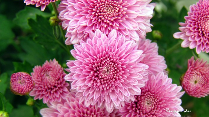 Pink Chrysanthemum Flowers