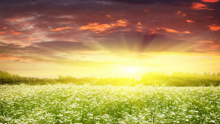Sunrise over a field of white flowers