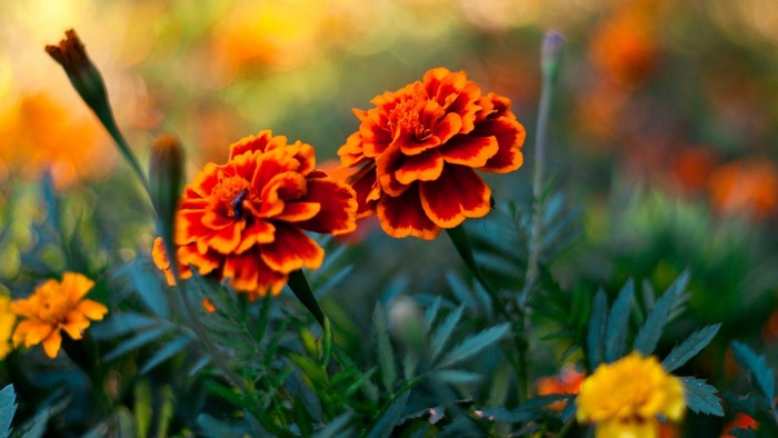 Two orange and red marigolds in a garden