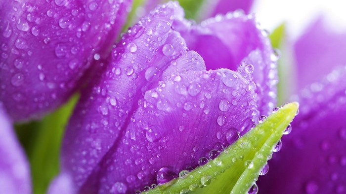 Purple tulips with water droplets