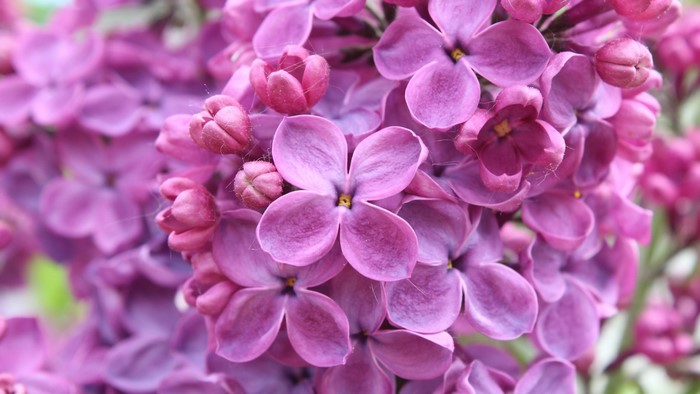 Close-up of Purple Lilac Flowers