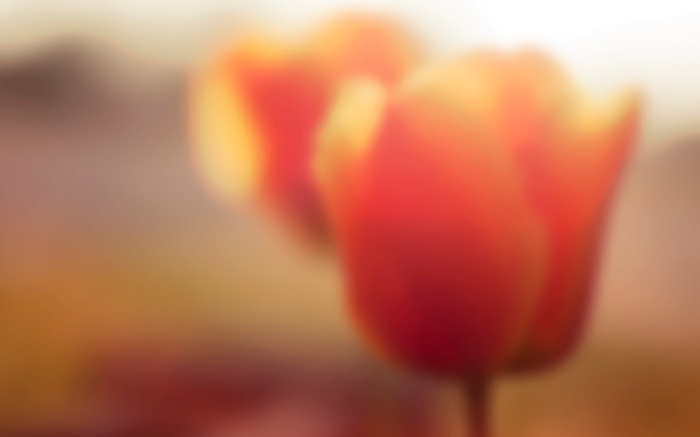 Blurred red and yellow tulips