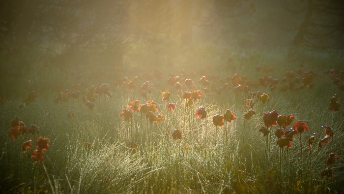 Red Flowers in Morning Sunlight
