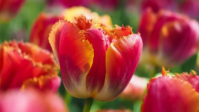Close-up of fringed red and yellow tulips