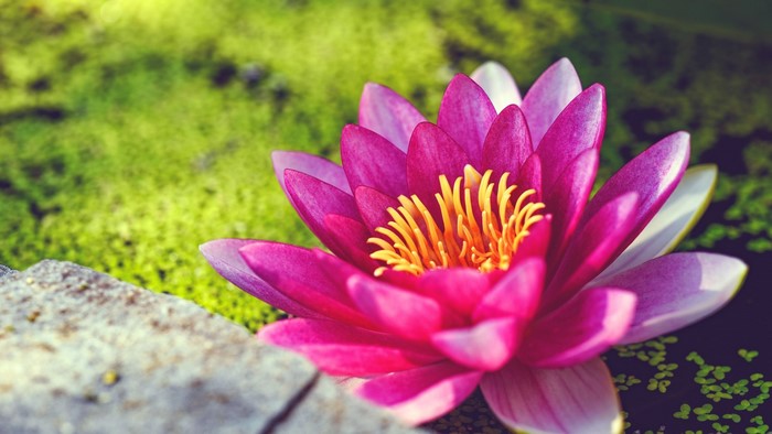 Pink Water Lily Flower