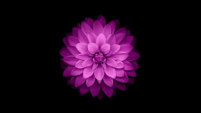 Purple Dahlia Flower
