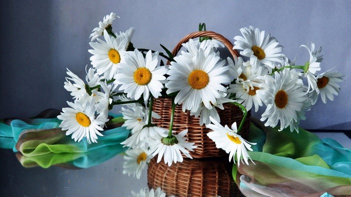 Basket of white daisies with colorful silk