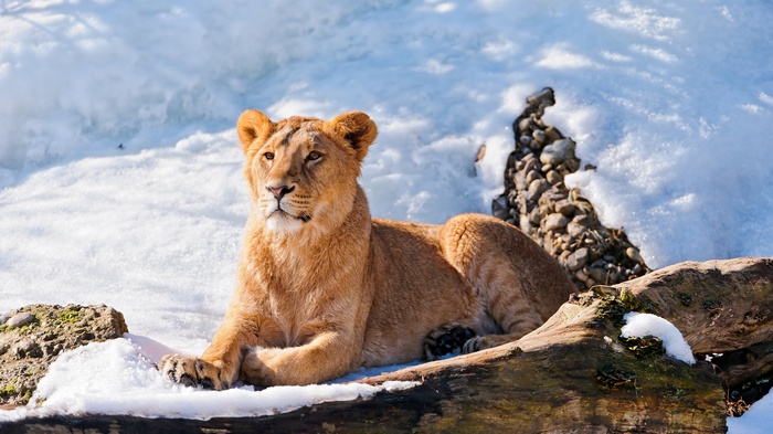 Lioness, Snow, Relax, 4K