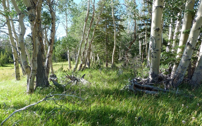 Aspen trees in a sunlit forest clearing