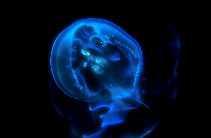 Bioluminescent Jellyfish at National Aquarium, Baltimore