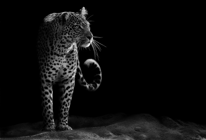 Leopard in the Dark 4K