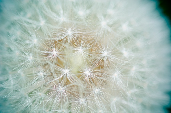 Close-up macro view of a dandelion seed head