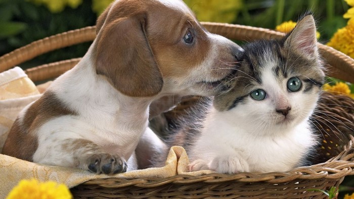 Puppy kissing a kitten in a basket