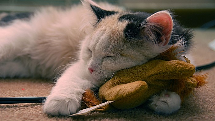 Calico kitten sleeping with a toy