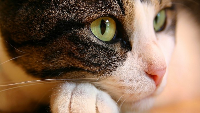 Close-up of a cat's face with green eyes