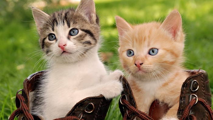 Two Kittens in a Boot