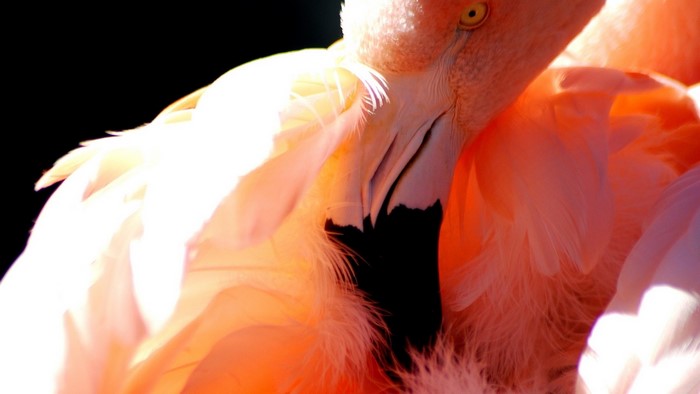 Close-up of a pink flamingo