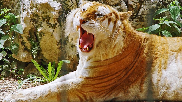 Golden Tiger yawning in front of rocks