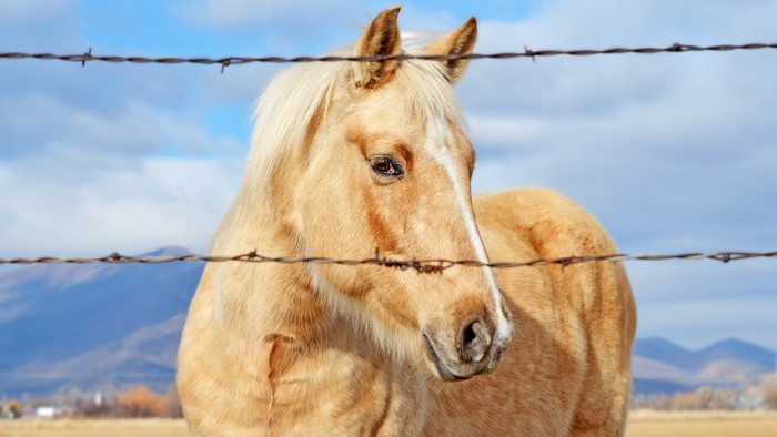 Palomino horse behind barbed wire fence