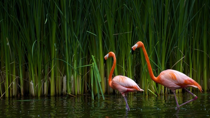 Couple of Flamingos in Water with Reeds