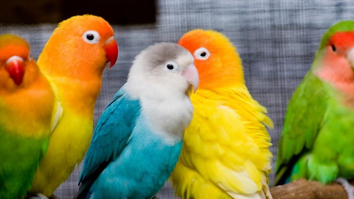 Colorful Love Birds