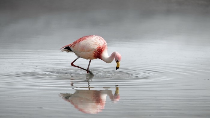 Flamingo wading in shallow water