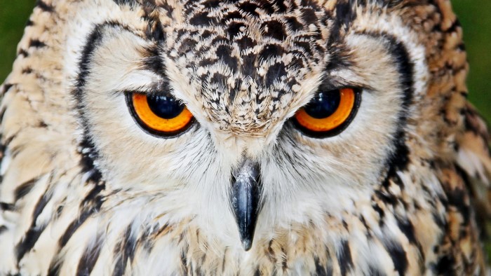 Close-up of an owl's face with bright orange eyes
