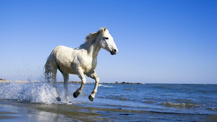 White Camargue Horse Running in the Ocean