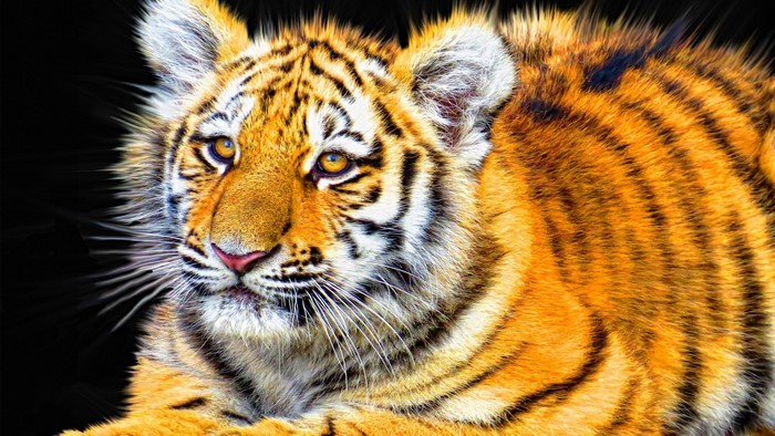 Tiger Cub with Orange and Black Stripes
