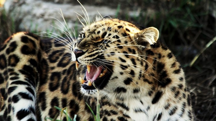 Leopard roaring with mouth open