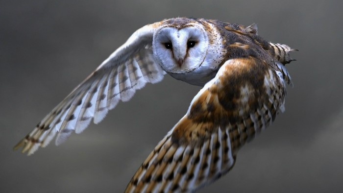 Barn Owl in flight