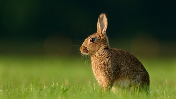 Wild Rabbit on Green Grass