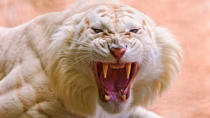 Roaring White Tiger