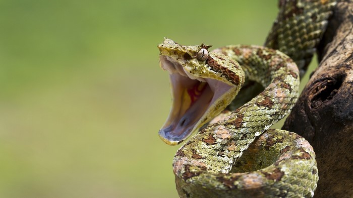 Angry viper snake with open mouth on a branch