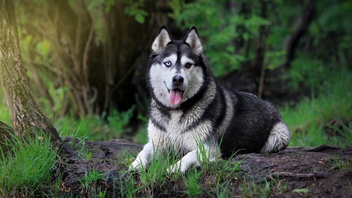 Siberian Husky dog with heterochromia in a forest