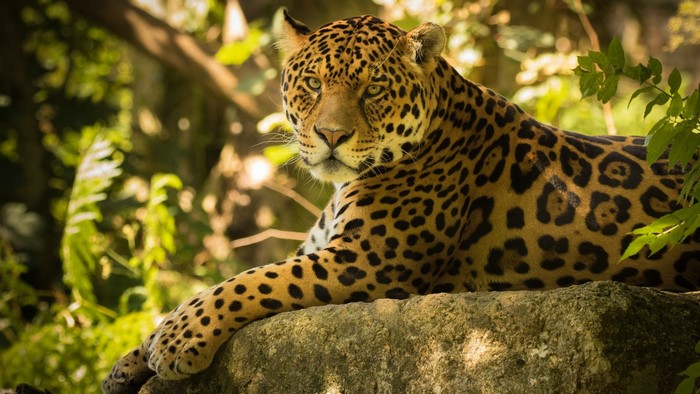 Chincha the Jaguar on a Rock