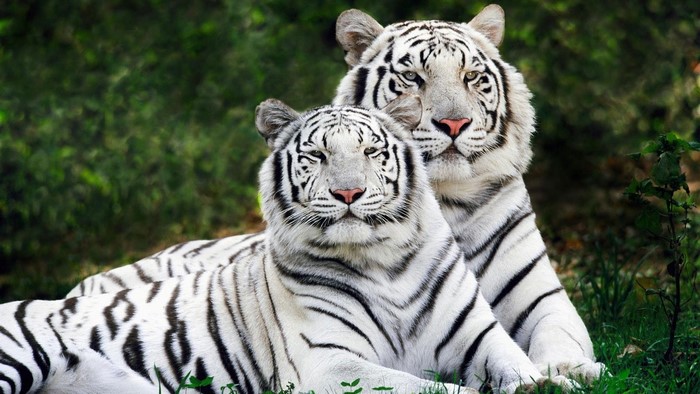 Couple of White Tigers Lying Down