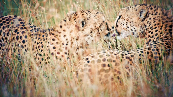 Cheetahs in tall grass