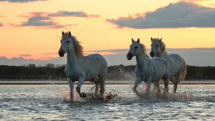 White horses running through water at sunset