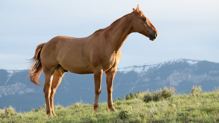 Brown horse standing on a grassy hill