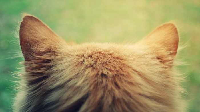 Close-up of a ginger cat's ears