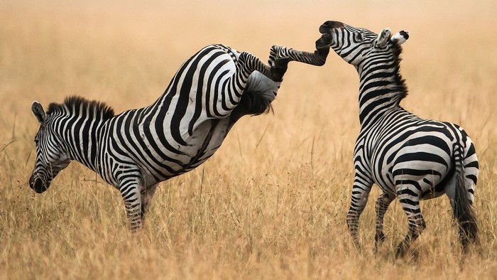 Two zebras fighting in a grassy field