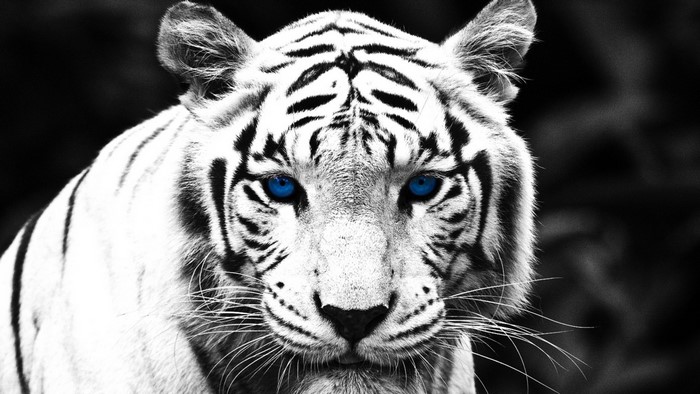 Close-up of a white tiger with blue eyes